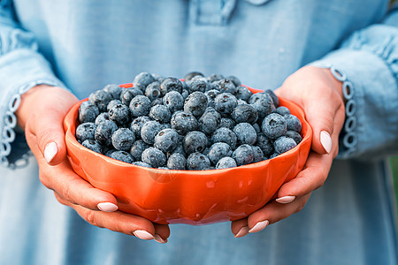 在花园背景上拿着蓝莓的女人 丰富的黑莓收获 新鲜成熟的有机浆果伟大的越橘植物 饮食 抗氧化剂 健康的素食 生物 有机营养女士收成图片