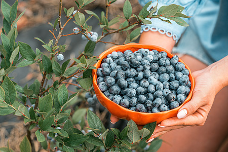 在花园背景上拿着蓝莓的女人 丰富的黑莓收获 新鲜成熟的有机浆果伟大的越橘植物 饮食 抗氧化剂 健康的素食 生物 有机营养水果女士图片