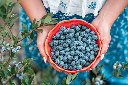 在花园背景上拿着蓝莓的女人 丰富的黑莓收获 新鲜成熟的有机浆果伟大的越橘植物 饮食 抗氧化剂 健康的素食 生物 有机营养水果探测图片