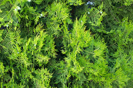 Thuja树枝有锥形结实的背景种子生长侧柏衬套森林绿色植物花园植物学针叶崖柏图片