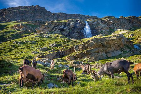 Ibex 野生动物和山地动物区系 意大利大帕拉迪索阿尔卑斯山 意大利文化保护区寂寞山羊哺乳动物动物学摄影地标国家瀑布图片