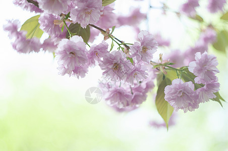 日本樱花花 樱花花的分支 樱花 粉红色的春天图片