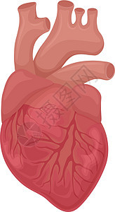 人心 人类心脏的解剖学 一个人的内部器官 在白色背景上孤立的矢量图图片