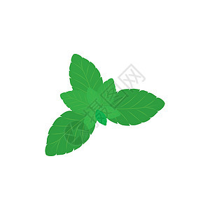Mint 留下图标图标标志标识模板矢量绿色叶子植物薄荷芳香生态草本植物树叶植物群图片