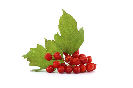 盖尔德玫瑰植物的红莓植物学食物枝条植物群药品荚蒾乌贼水果浆果收成图片