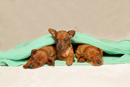 三只小狗躺在沙发上温暖地躺着图片