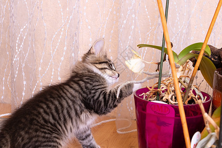 灰小猫玩瓷花草本植物宠物毛皮猫咪公寓园艺脆弱性房子动物植物学图片