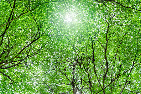 热带森林中绿叶和树枝树的底视图 公园清新的环境 绿树在夏季花园中提供氧气 环境保护 生态概念 减碳地球天空二氧化碳呼吸排放世界叶图片