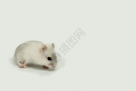 小白小仓鼠在轻光背景下 一只幼小仓鼠 一只宠物图片