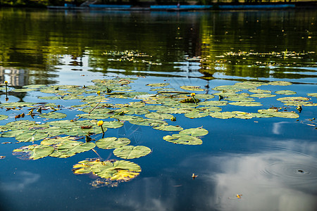 城市公园池塘中的水百合花瓣植物植物群植物学季节热带花园公园树叶反射图片