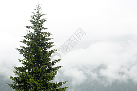 在迷雾山的背景下大出风头 水落石出植物荒野森林风景天气绿色场景云杉树木环境图片