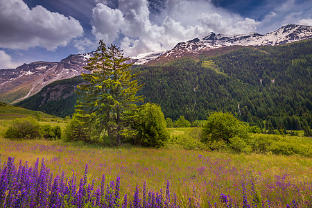 法国山谷地貌 春天有野花山脉草地风景爬坡风光花朵高山天空旅行旅游图片