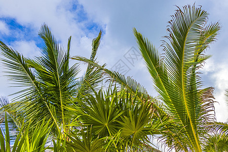 墨西哥热带天然棕榈树椰子蓝天手掌植物天堂树木旅行假期海滩晴天丛林天空图片