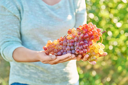 一大堆成熟的粉红葡萄 手握着 葡萄园背景农业收获水果酒商藤蔓国家女性收成叶子葡萄干图片