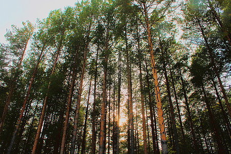 森林中的大锥形树 自然的美貌 森林背景木材树叶环境旅行叶子树干木头树木植物旗杆图片