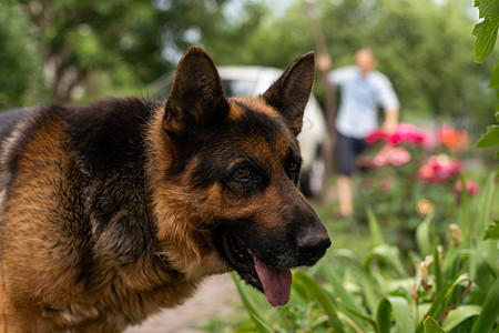 德国牧狗狗脸色好看极了纯种狗安全走狗哺乳动物牧羊犬动物跑步宠物牧羊人草地图片