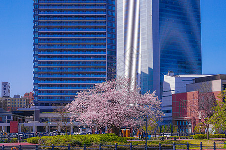 盛开的城市和横滨米那托米拉伊市旅游花瓣樱花火车站蓝天天空植物晴天观光建筑群图片