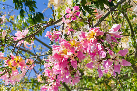 一棵树开花 满是黄粉花朵旅行叶子合唱团公园季节热带植物环境野生动物花瓣图片