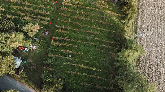 农民英雄在意大利的CastellArquato山酒庄收获葡萄酒厂稻草天线酿酒师树叶收成英勇日落农业种植者图片