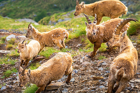 Ibex 野生动物和山地动物区系 意大利大帕拉迪索阿尔卑斯山 意大利哺乳动物保护区阳光晴天动物学寂寞地标野外动物保护国家图片