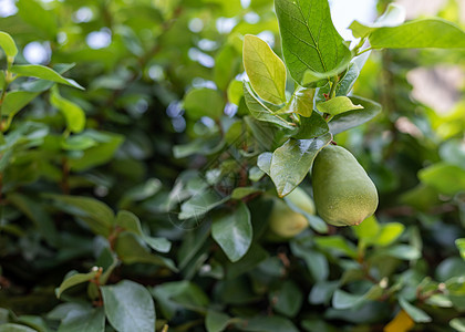 以无花果挂在树枝上的无花果实图片