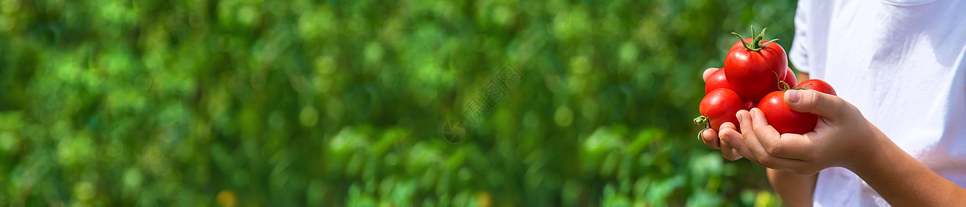 孩子在花园里收获番茄 有选择地集中注意力植物爱好花园国家食物女孩园丁快乐乐趣收成图片