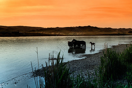 马群的马群在日落时从河里喝水 稍远一点图片