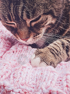 漂亮的小母猫 在家里穿着粉红色编织毛毯 可爱的家宠宠物肖像猫科农村女性爪子房子爱好毯子家庭条纹奢华背景图片