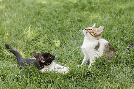 绿色草地上的灰色和黑斑马猫虎斑猫科场地猫咪毛皮白色动物姿势花园宠物图片
