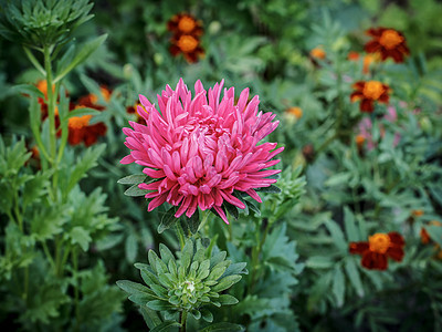 花园里粉红色的阿斯特头奶油白色花瓣礼物植物群宏观花束植物图片
