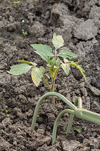 使用手菜园 在钟的胡椒幼苗周围松动土壤图片