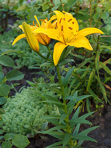 夏花园的黄色百合花花园花束公园美丽叶子植物群植物季节植物学晴天图片