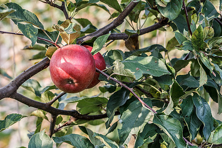 果园树枝上的红苹果波纹食物太阳生长叶子饮食收成农场天空水果植物图片