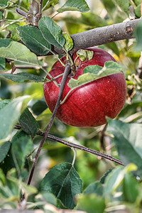 果园树枝上的红苹果波纹生长食物花园园艺农场太阳饮食天空叶子植物图片