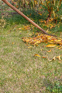 园丁在秋天清扫花园女士叶子树叶园艺成人后院季节园林院子公园图片