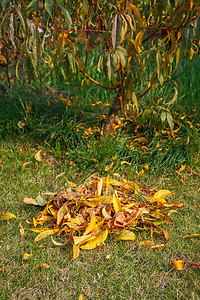 清扫花园和秋天的雷克成人园林女士园丁女性草地绿化叶子工作工具图片