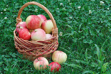 刚刚在花园绿草的篮子里采摘了苹果收成木板后院花园柳条饮食食物乡村装饰风格图片