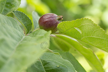 树枝上不成熟的苹果果实花园食物果园生长收成植物农场绿色叶子水果图片