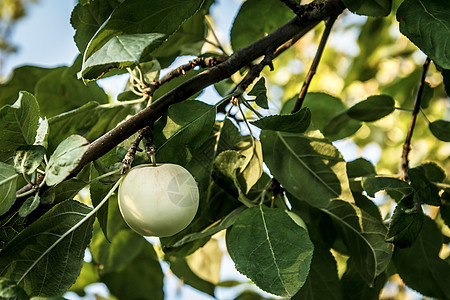 果园树枝上的绿苹果图片