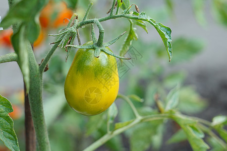 在花园的灌木丛中种植淡绿色番茄叶子温室农场水果植物绿色衬套蔬菜生长藤蔓背景图片