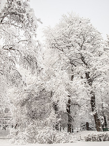 下雪后的城市公园 树上布满了积雪 冬天的天气风暴气候云杉城市街道公园白色降雪季节图片