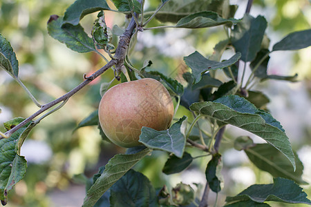 果园树枝上的红苹果波纹食物叶子太阳水果季节生长饮食园艺花园收成图片