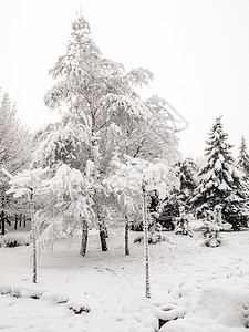 下雪后的城市公园 树上布满了积雪 冬天的天气降雪季节白色云杉气候街道公园城市风暴图片