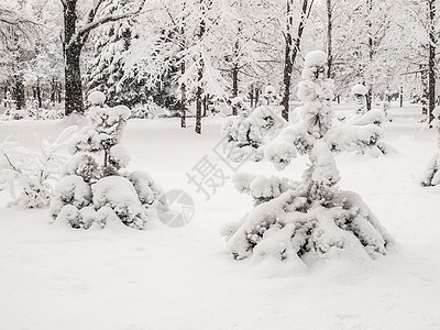 下雪后的城市公园 树上布满了积雪 冬天的天气公园风暴街道气候降雪季节云杉城市白色图片