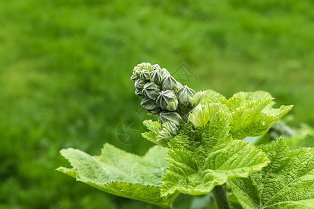 美丽的绿色树叶 在欧洲花园里种植栅栏情调植物群树篱生长叶子植物墙纸环境蓝色图片