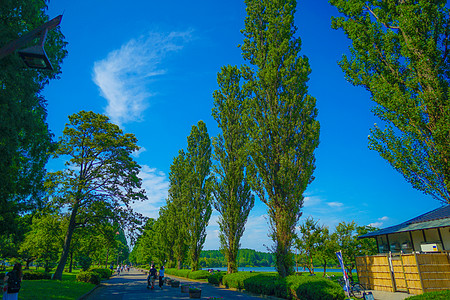 水本公园新绿天空公园木头水分蓝天树木病房图片
