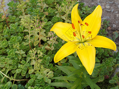 夏花园的黄色百合花公园花束花园季节美丽园艺橙子叶子百合花瓣图片