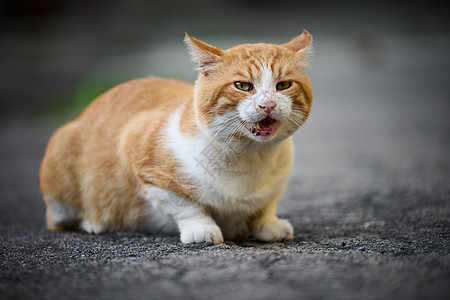 成年红猫白猫坐在街上小猫动物黄色虎斑宠物猫科哺乳动物猫咪橙子红色图片