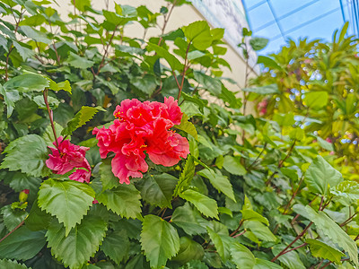 墨西哥的红碧菊花灌木树苗植物花园树木蔷薇情调异国红花植物群木槿花粉叶子图片