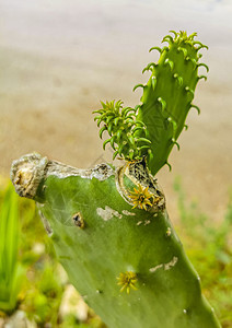 墨西哥有脊椎果实的绿仙人掌仙人掌植物食物情调树木异国植物群旅行热带危险荆棘沙漠图片